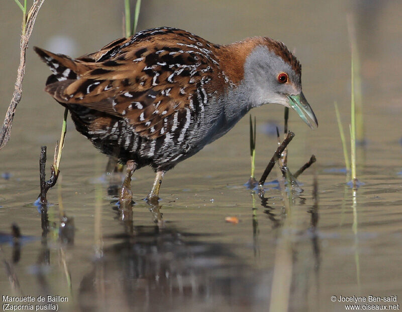 Baillon's Crake