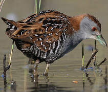 Baillon's Crake