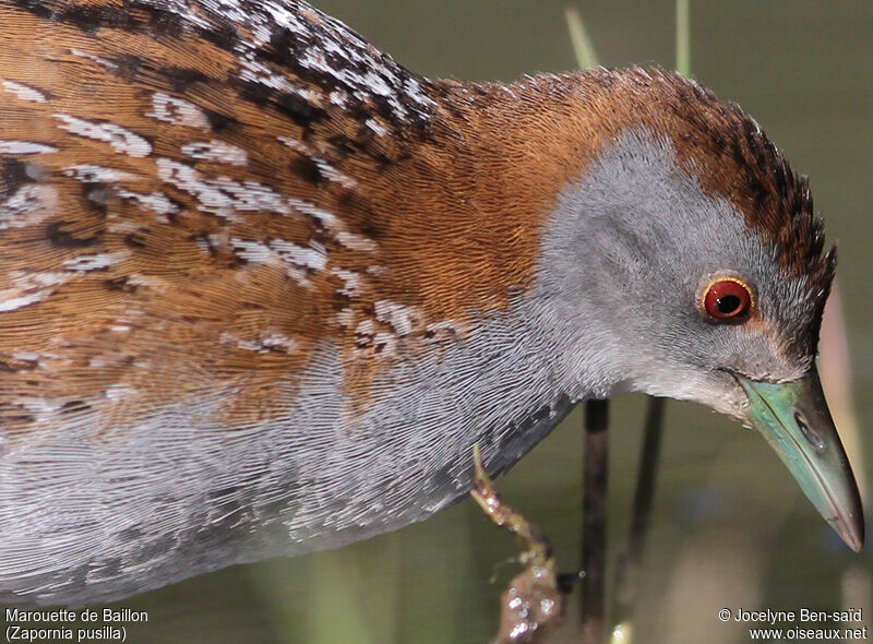 Baillon's Crake