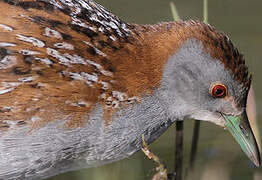 Baillon's Crake