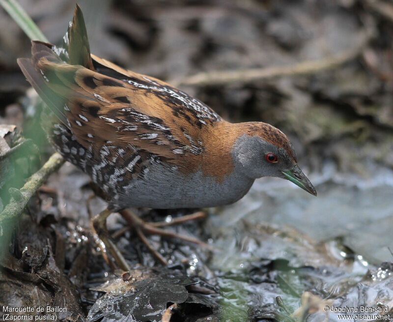 Baillon's Crake