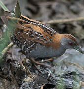 Baillon's Crake