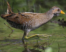 Spotted Crake