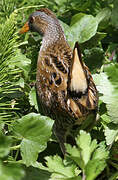Spotted Crake