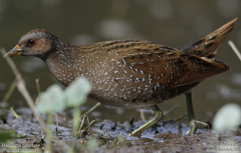 Spotted Crake