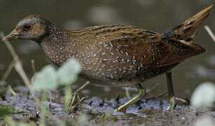 Spotted Crake