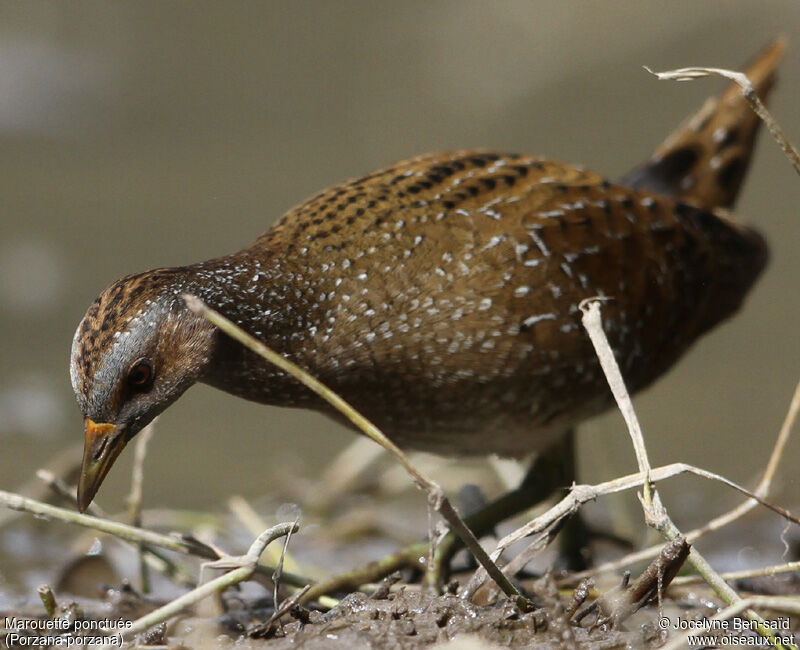 Spotted Crake