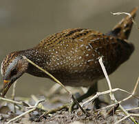 Spotted Crake