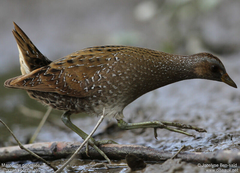 Spotted Crake