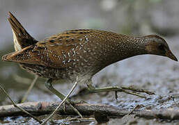 Spotted Crake