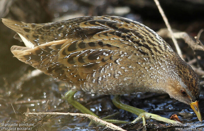 Spotted Crake