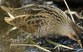 Spotted Crake