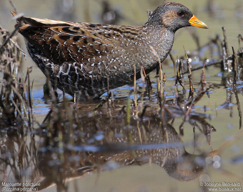 Spotted Crake