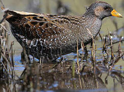 Spotted Crake