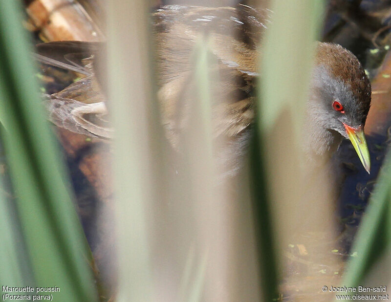 Little Crake male