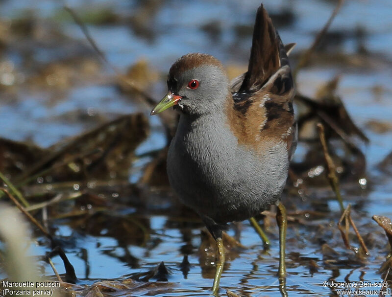 Little Crake male