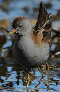 Little Crake