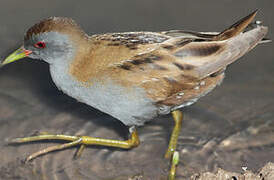 Little Crake