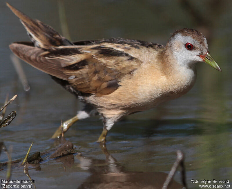 Little Crake female