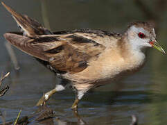 Little Crake