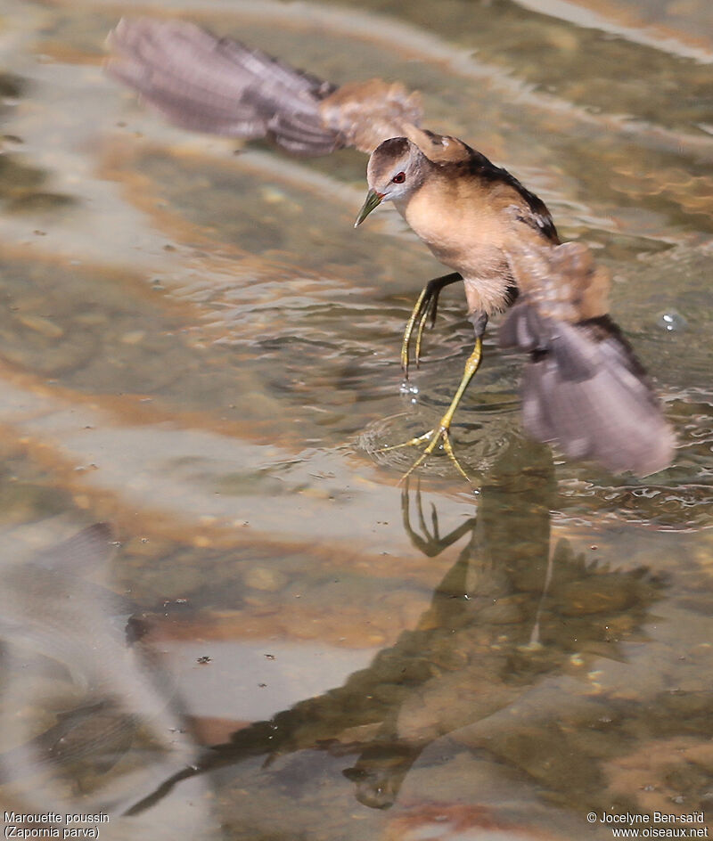 Little Crake female