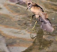 Little Crake