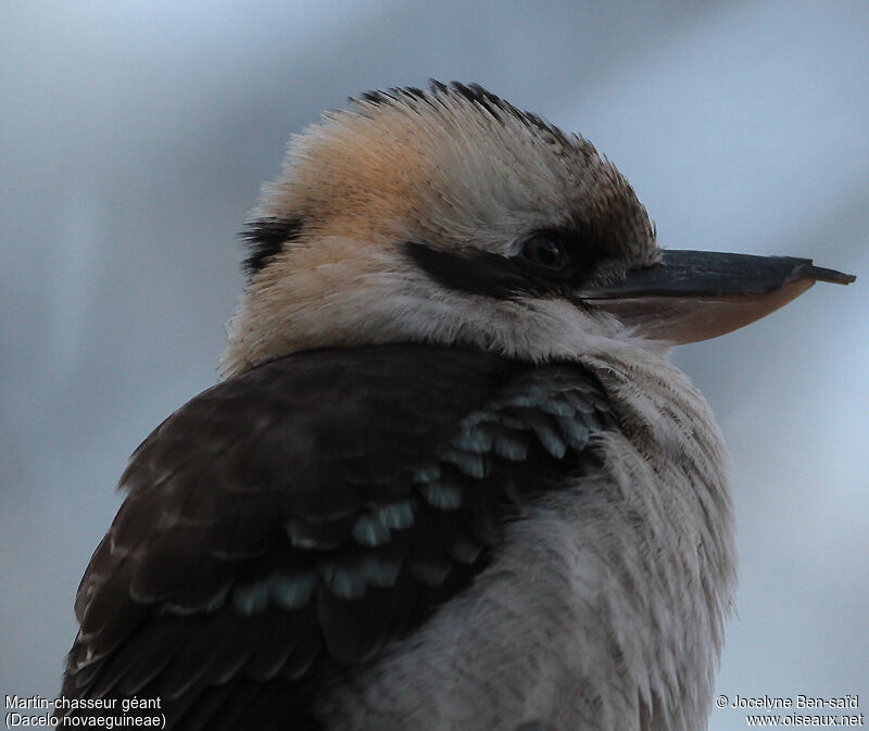 Laughing Kookaburra