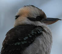 Laughing Kookaburra