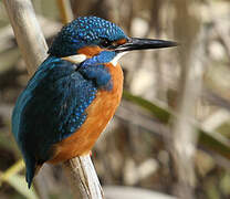 Common Kingfisher