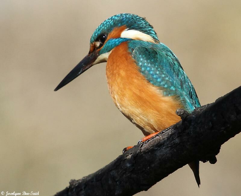 Common Kingfisher male