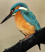 Common Kingfisher