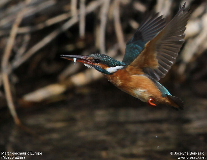 Common Kingfisher female