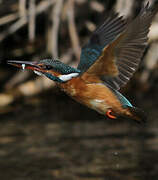 Common Kingfisher