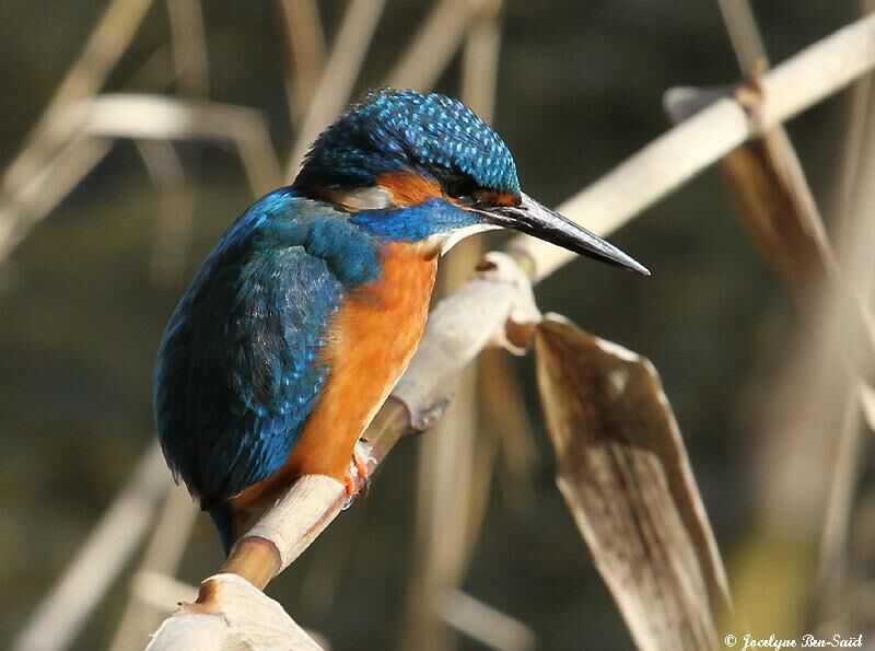 Common Kingfisher male