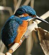 Common Kingfisher