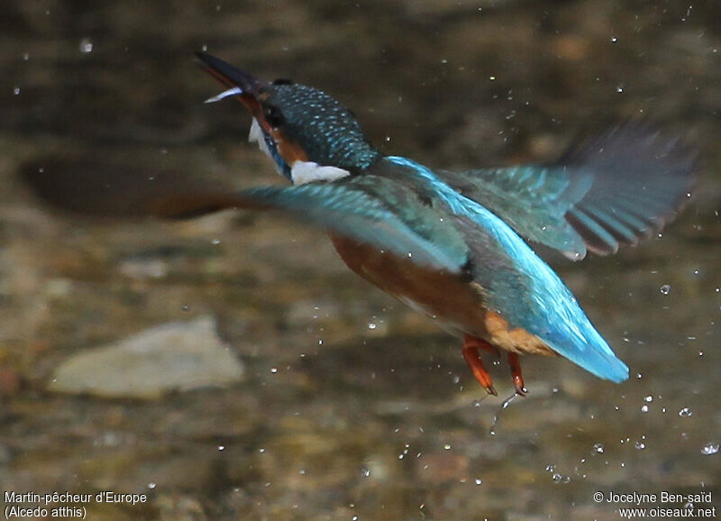 Common Kingfisher female