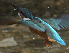 Common Kingfisher