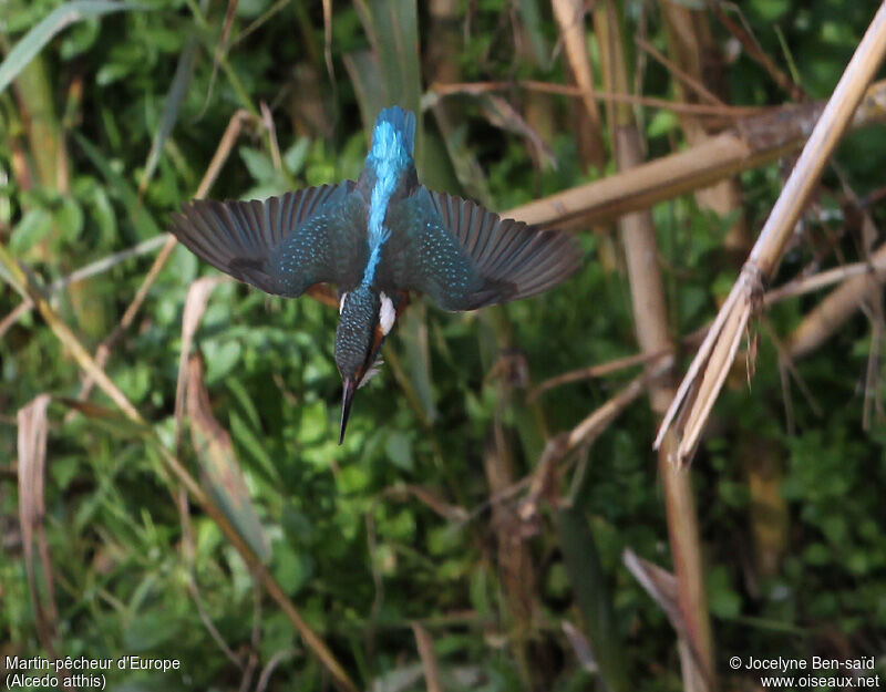 Common Kingfisher female