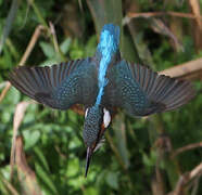 Common Kingfisher