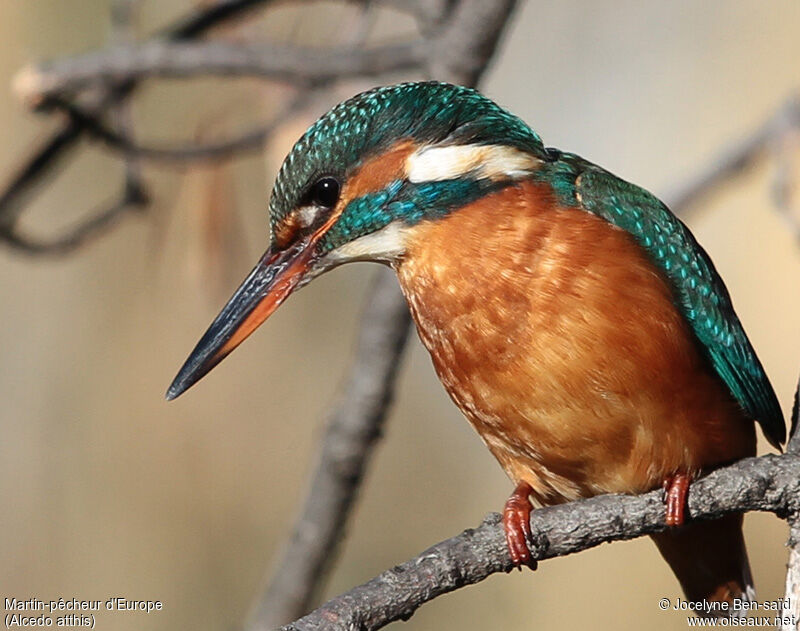 Common Kingfisher female