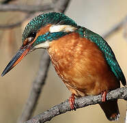 Common Kingfisher