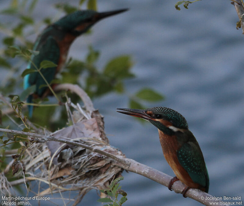 Common Kingfisher