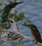 Common Kingfisher