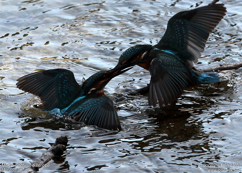 Common Kingfisher