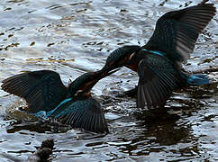 Common Kingfisher