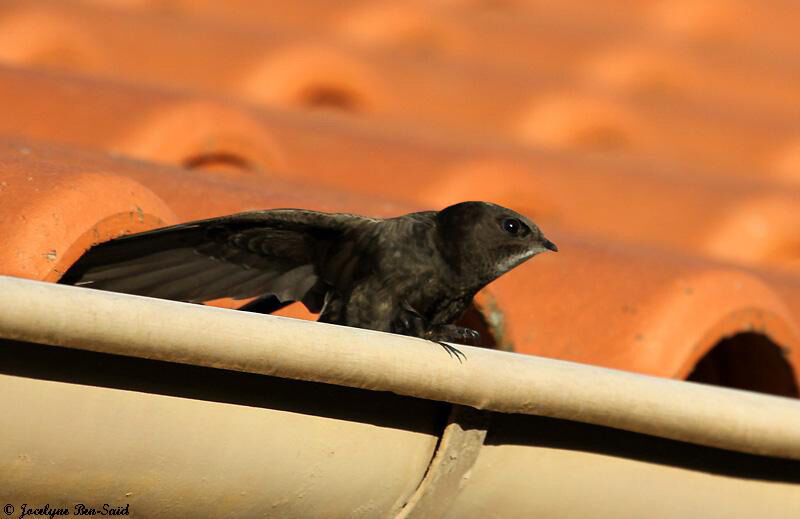 Common Swiftadult