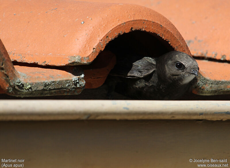 Common Swiftadult