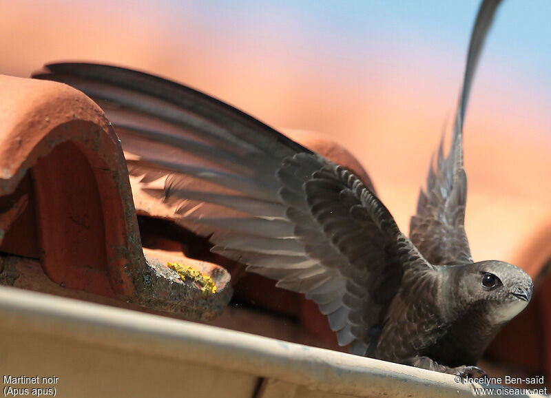 Common Swift