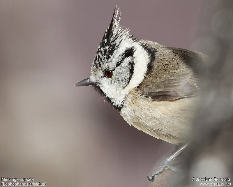 European Crested Tit