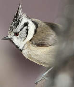 Crested Tit